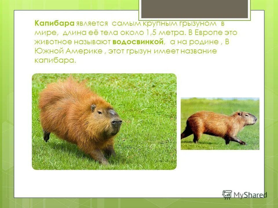 красная книга южной америки. сообщение о животном южной америки. броненосец материк обитания. сообщение о животном южной америки. представители животных южной америки.