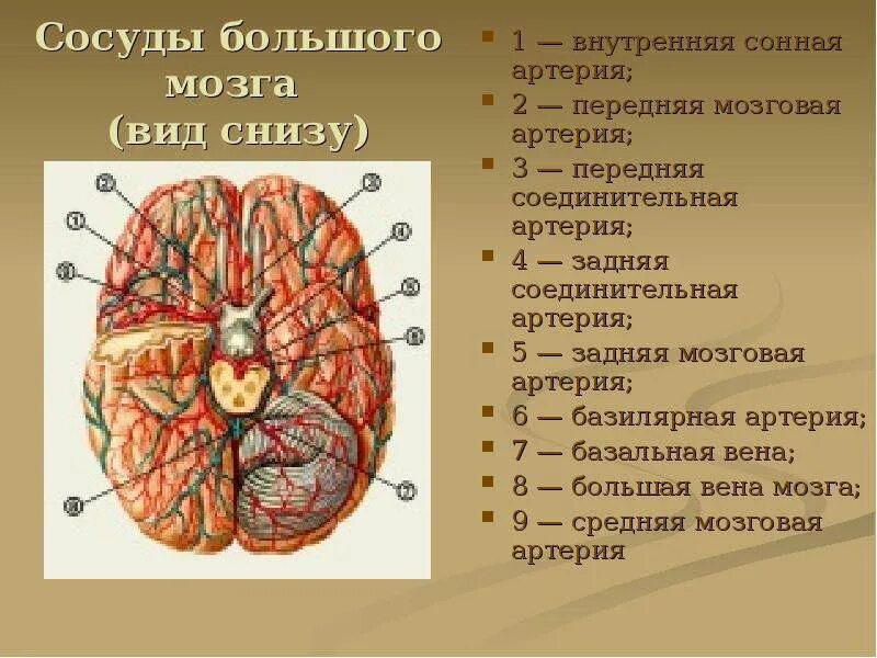 Передняя мозговая артерия. Задняя соединительная артерия мозга. Головной мозг вид снизу анатомия. Передняя соединительная артерия головного мозга.