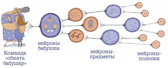 Команда обними. Нейрон бабушки. Нейрон моей бабушки. Бабушкины Нейроны. Нейроны детекторы.