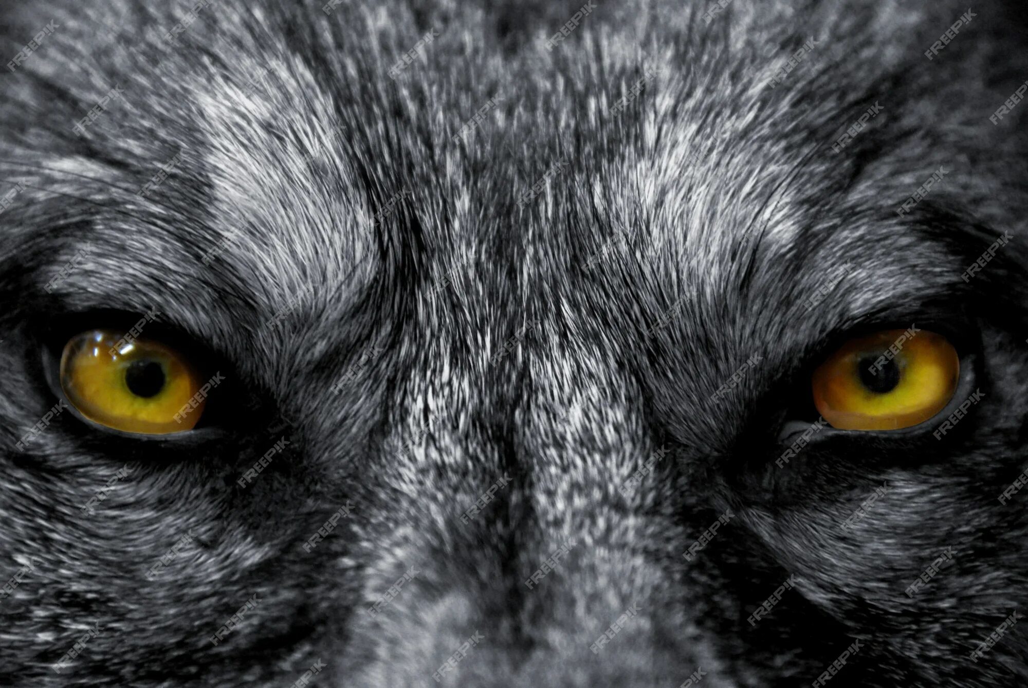С вострыми и злыми глазками. Пол Уинтер Волчьи глаза. Взгляд волка. Глаз волка. Волчий взгляд.