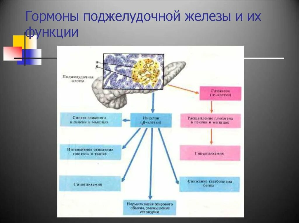 Железа печень вырабатывает. Гормоны поджелудочной железы схема. Печень железа гормоны. Поджелудочная железа . Гормоны функции железы. Печень синтезирует гормоны.