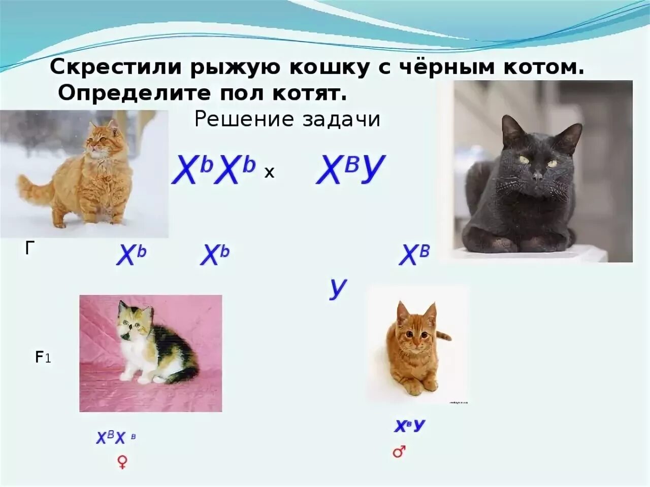 Наследование окраски шерсти у кошек. Схема скрещивания кошки. Скрещивание рыжей кошки и черного кота. Генетика котята.