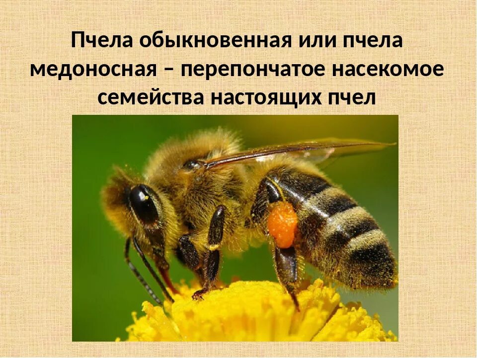 Пчелы 1 разбор. Медоносная пчела презентация. Строение пчелы медоносной. Особенности медоносной пчелы. Внешнее строение пчелы.