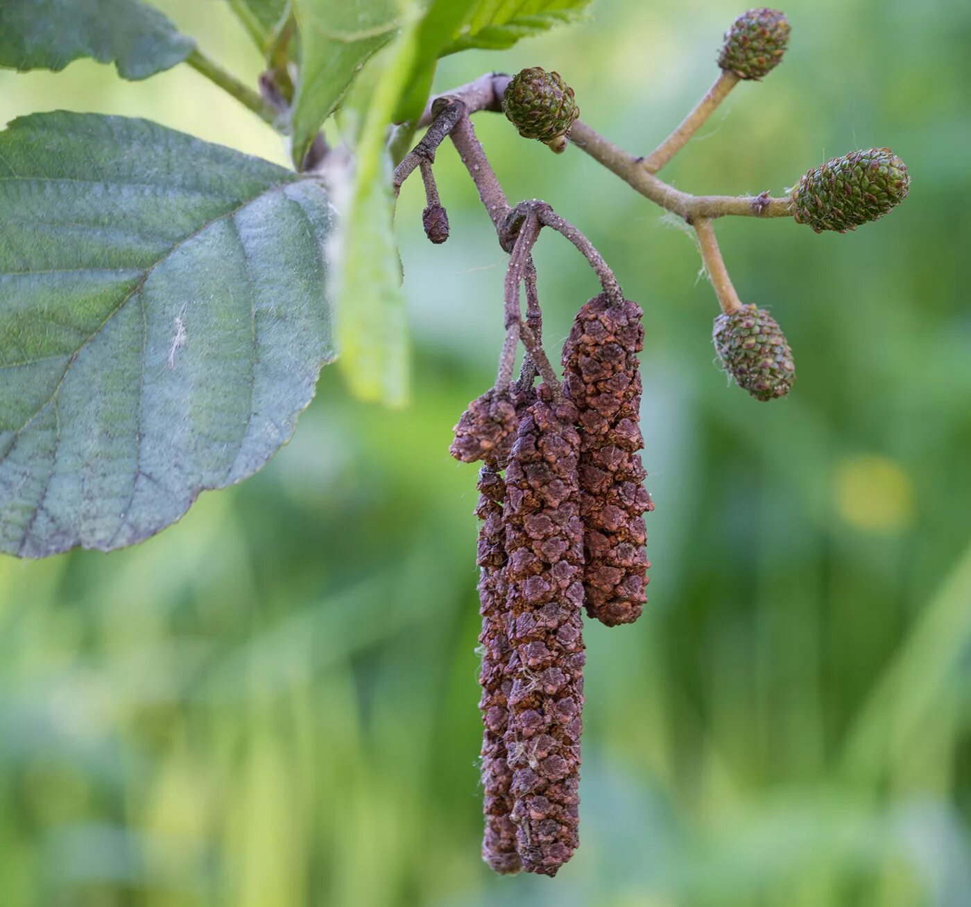 Ольха Alnus glutinosa. Ольха черная (Alnus glutinosa). Ольха пушистая (Alnus hirsuta). Ольха серая (Álnus incána). Когда зацветает ольха