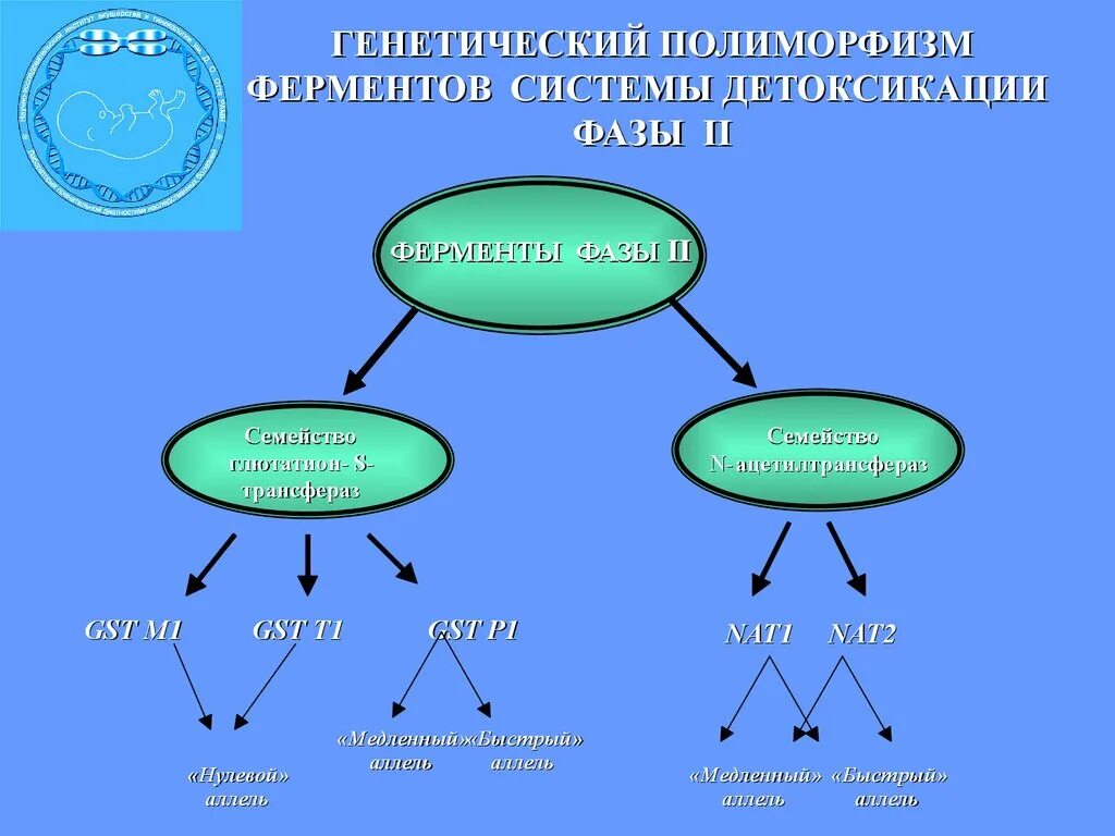 Genetic polymorphism