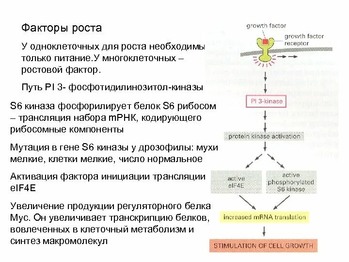 Факторы роста. Факторы стимулирующие клеточный рост. Киназа фосфорилирует. Факторы роста биология. Сайт фактор роста