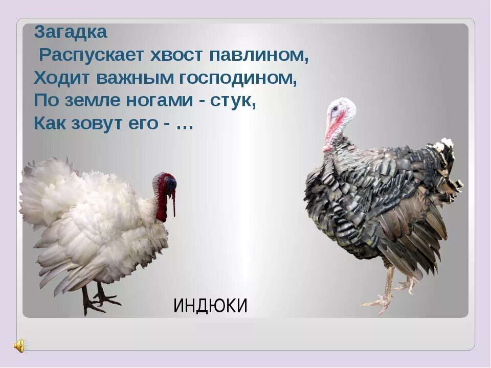 Загадка про кур. Загадки про домашних птиц. Стихи про домашних птиц. Загадки про домашних животных и птиц. Загадка про домашнюю птицу.