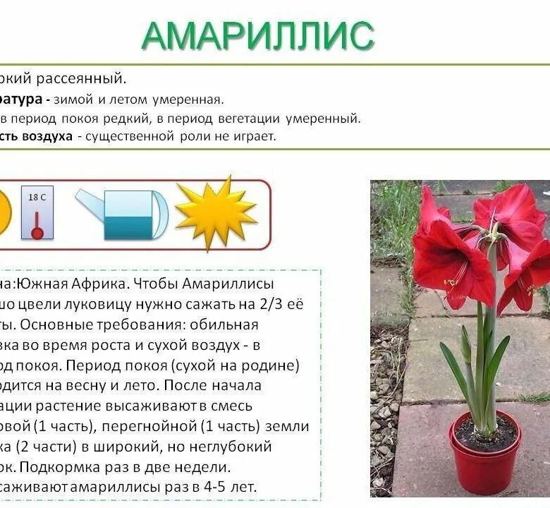 Цветы 2 раза в год. Амариллис комнатное растение. Гиппеаструм амариллис комнатные цветы.