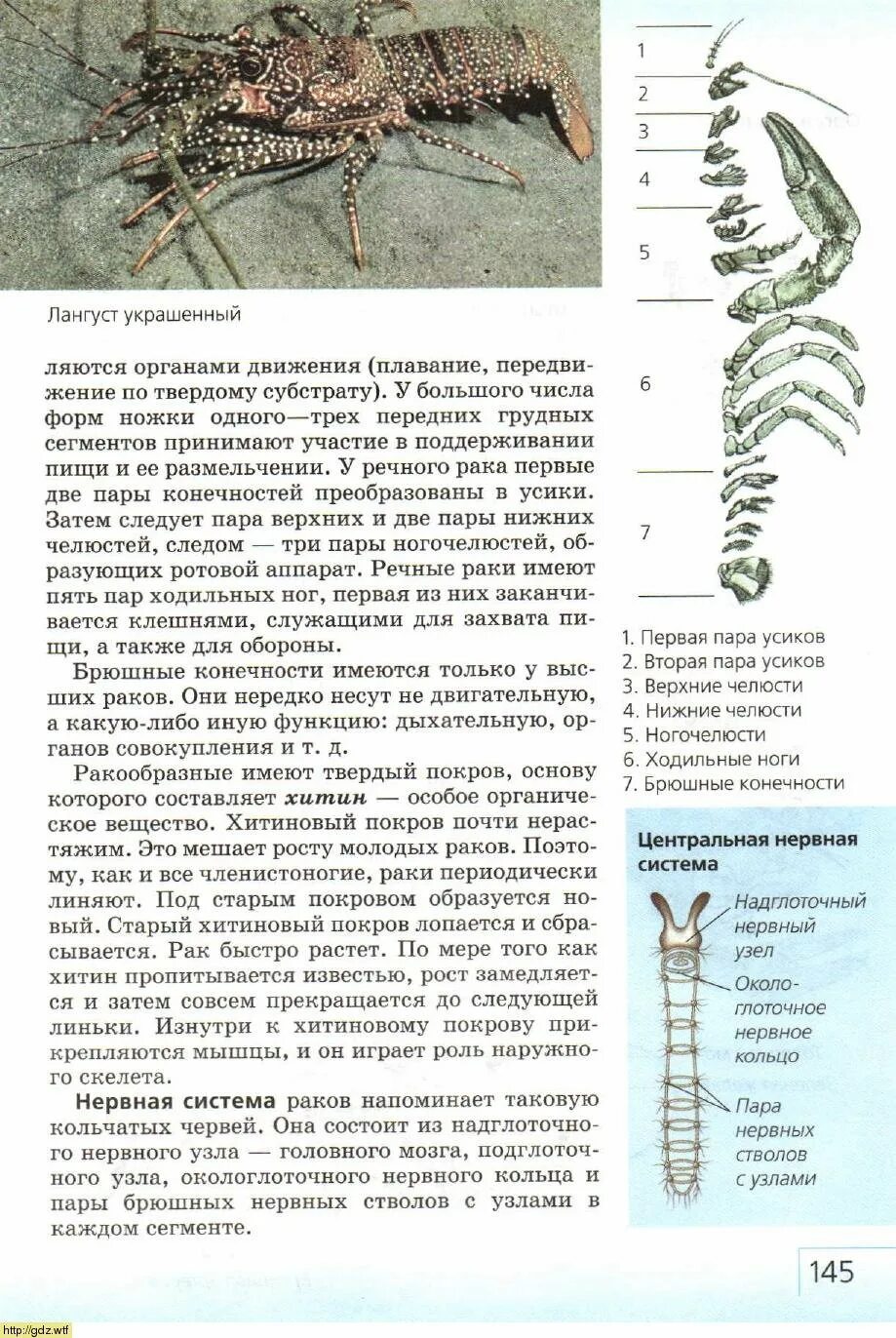 Число ходильных ног у ракообразных. Функции хитинового покрова членистоногих. число пар ходильных ног у ракообразных. насекомые имеют пары ходильных ног.
