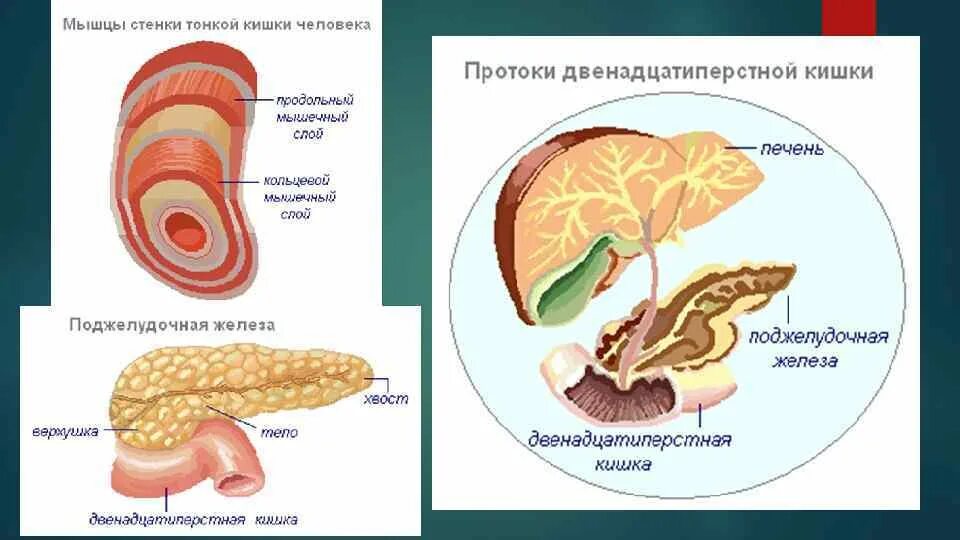 Двенадцатиперстная кишка процесс пищеварения. Мышцы кишечника человека.