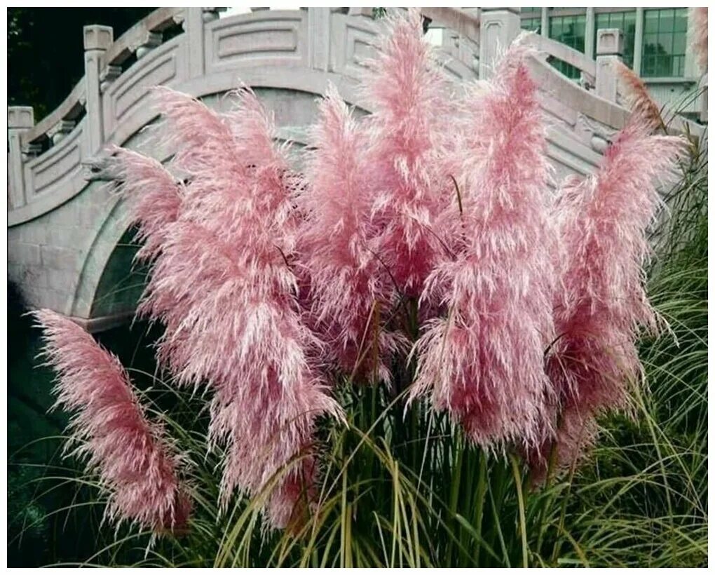 Кортадерия Селло Пинк. Кортадерия пампасная трава. Кортадерия Pink Feather.