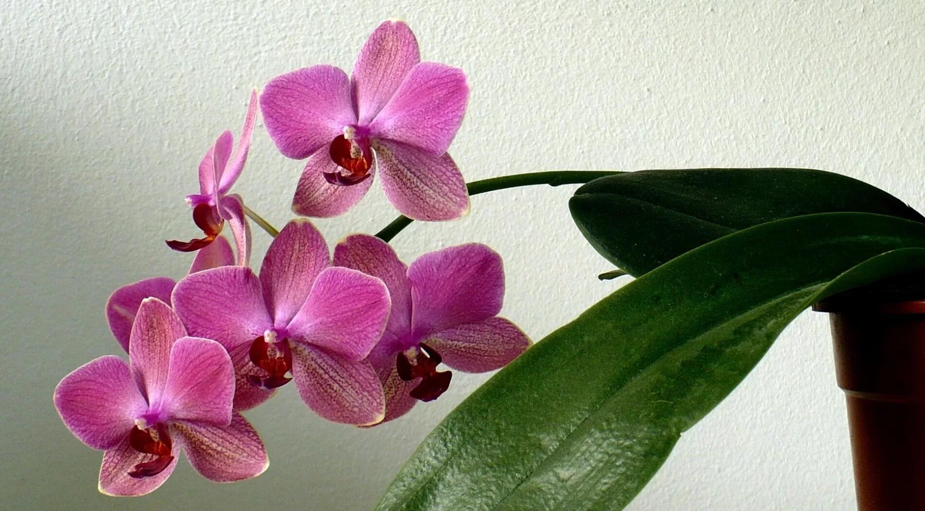 Орхидея живая цветок. Фаленопсис Клеопатра бабочка. Фаленопсис Liodoro. Фаленопсис оранж блоссом.