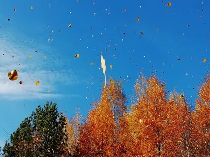 Осенний листопад мзлфф