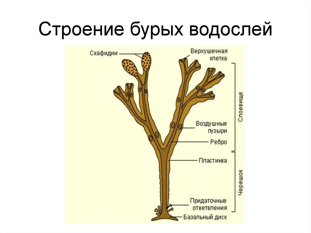 Схема красных и бурых водорослей. Бурые водоросли строение. Строение таллома бурых водорослей. Бурая водоросль фукус строение. Бурые водоросли строение рисунок.