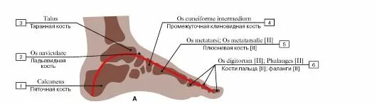 Пассивные затяжки. Активная затяжка поперечного свода стопы. Первый медиальный свод стопы. Продольный и поперечный свод стопы. Поперечный свод стопы анатомия.