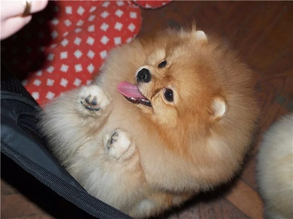 Плюсы шпицов. Пудель плюс шпиц. Голди порода. Собака шпиц плюсы и минусы. Собака шпиц плюсы и минусы.