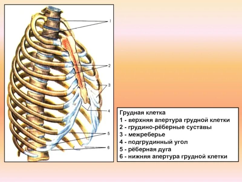 Грудное отверстие. Грудная клетка строение апертуры. Апертуры грудной клетки анатомия. Верхняя Апертура грудной клетки анатомия. Реберная дуга анатомия.