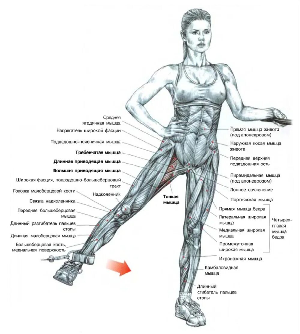 Как накачать внутренние мышцы. Упражнения для внутренней стороны ног. Упражнения для мышц бедра. Упражнения для внутреннего бедра. Боковые мышцы ног упражнения.
