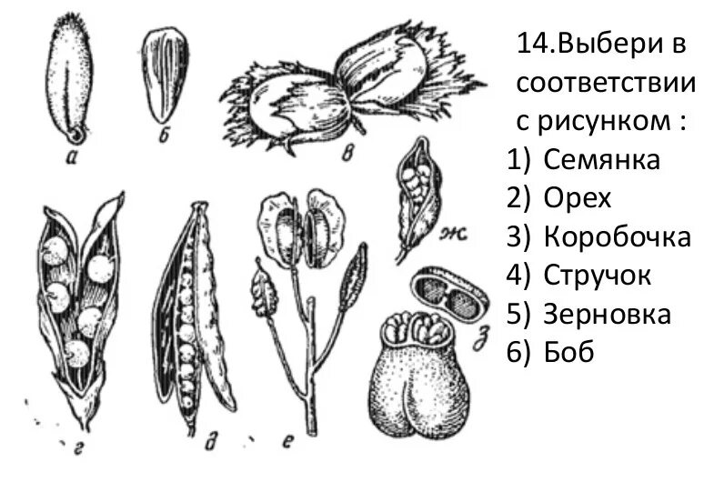 Какие типы плодов изображены на рисунке. Коробочка стручок Зерновка семянка. Плод коробочка костянки семянки. Плод коробочка стручок Зерновка. Тип плода семянка рисунок.