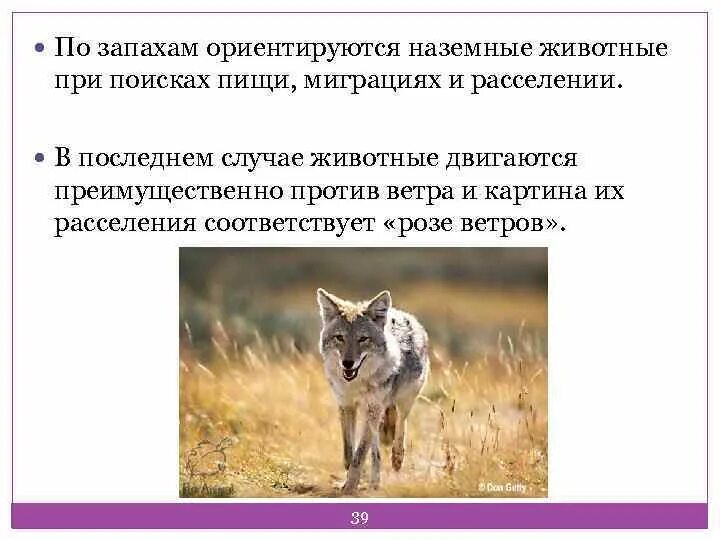 Как животные ориентируются в окружающей среде. Ориентация животных. Сообщение ориентация животных в пространстве. Животные ориентируются в пространстве