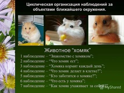 Описание живого