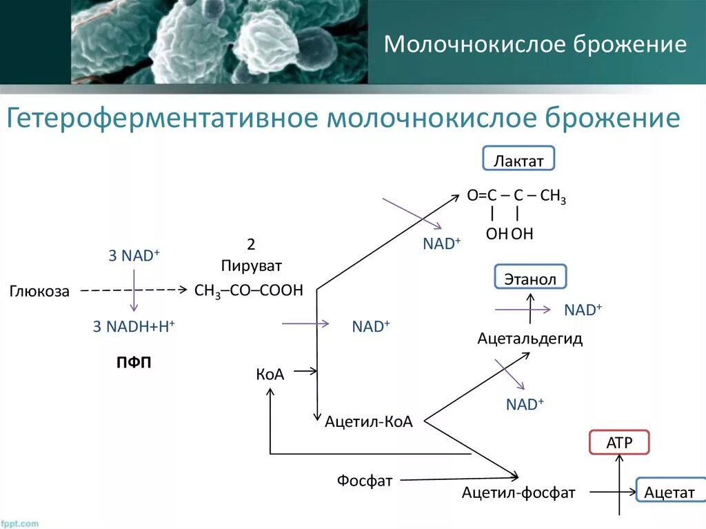 Молочнокислые бактерии реакция. Гомоферментативное молочнокислое брожение глюкозы. гомоферментативное молочнокислое брожение схема. схема гомоферментативного молочнокислого брожения. гомоферментативное молочнокислое брожение реакция.