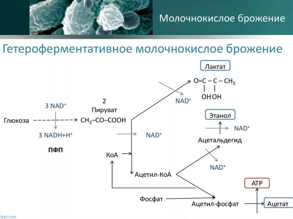 Ферментация лактозы. Гомоферментативное молочнокислое брожение Глюкозы. Гомоферментативное молочнокислое брожение схема. Гомоферментативное молочнокислое брожение реакция. Процесс молочнокислого брожения схема.