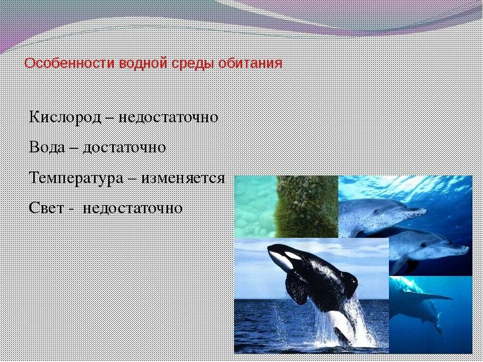 Определите среду обитания водных