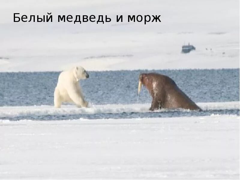 Белый медведь против моржа. Белый медведь нападает на моржа. Белый медведь охотится на моржа. Белый медведь морж и тюлень природная зона