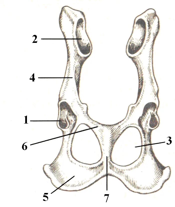 Тазовый пояс млекопитающих. Скелет собаки тазовая кость. Строение тазового пояса млекопитающих. Кости тазового пояса млекопитающих.