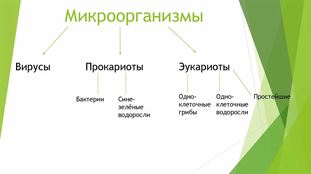 Классификация форм жизни