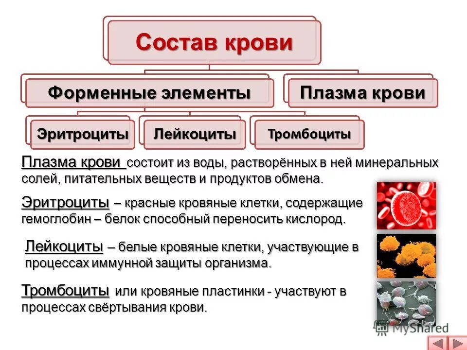 Элементы составляющие кровь