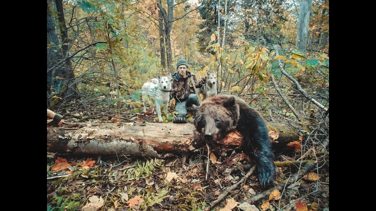 Охота на медведя с лайками в тайге Южного Урала. Таежный охота на медведя. Охота с лайкой на медведя Сибирский охотник. Таёжник охота на медведя.