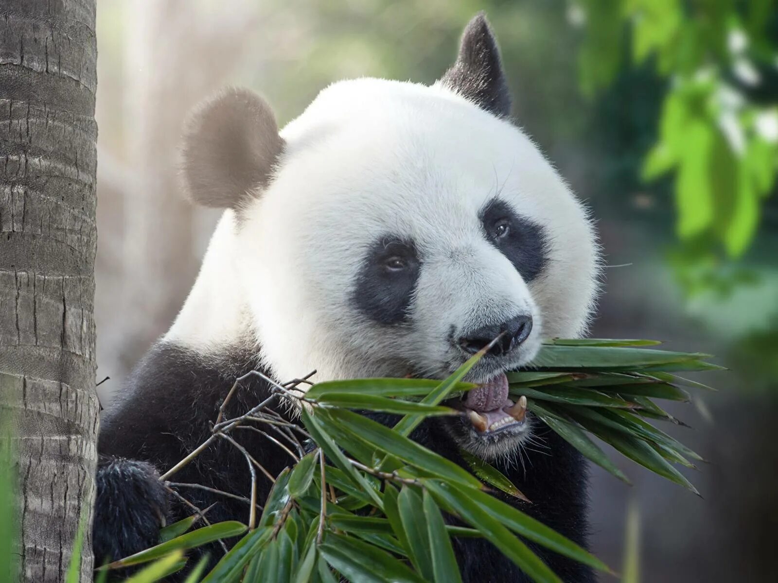 Большая панда что едят. Большая Панда или бамбуковый медведь. Большая бамбуковая Панда. Панда бамбуковый медведь. Очковая Панда.