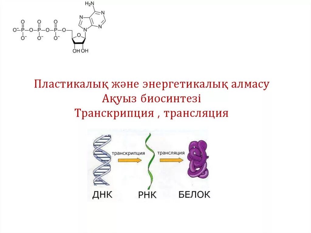 Транскрипция атф. Транскрипция и трансляция. Транскрипция и трансляция в биологии. Трансляция ДНК схема. Ақуыз Биосинтезі.