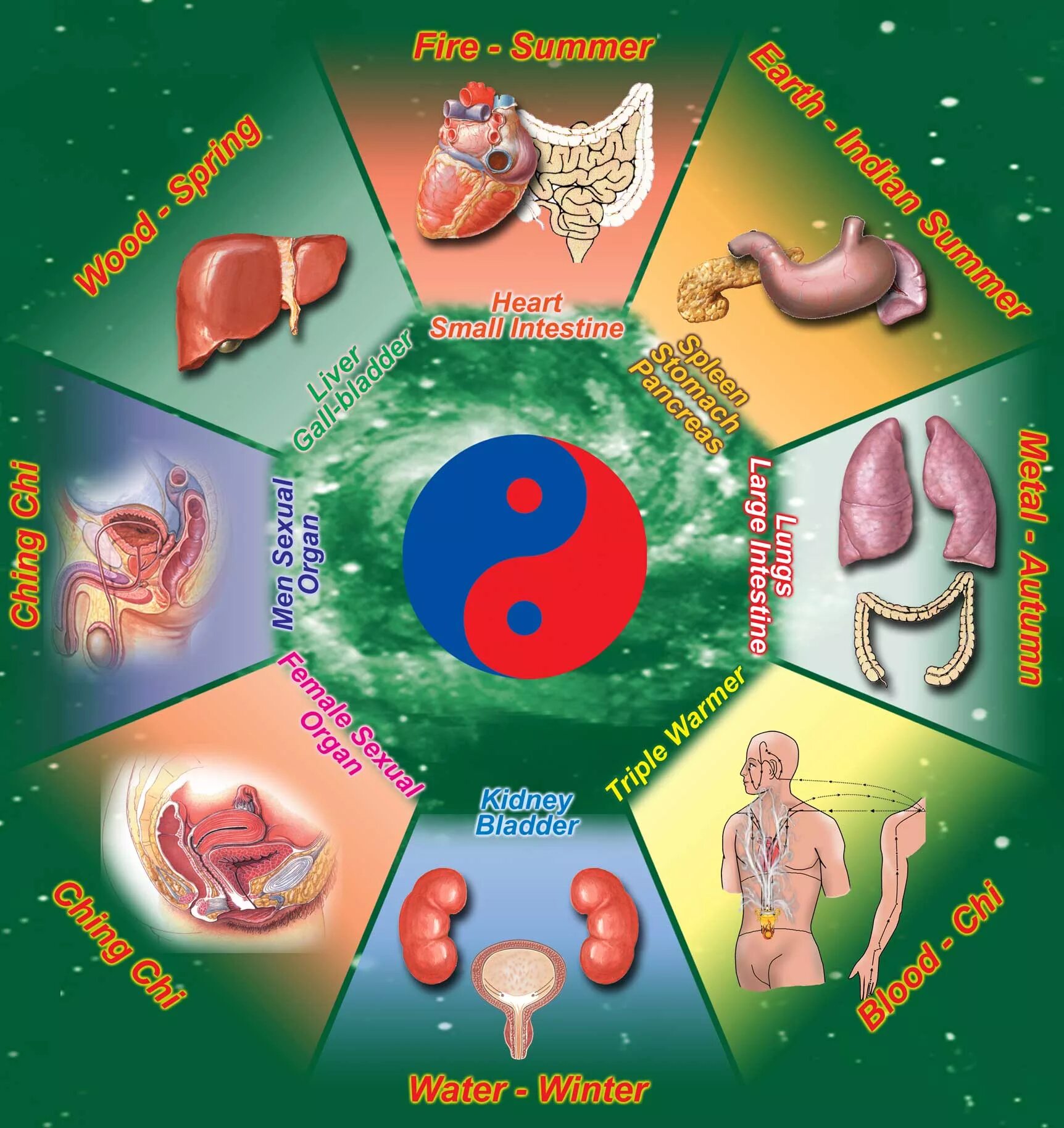 Китайская медицина органы. Органы и эмоции в китайской медицине. Органы в китайской медицине. Эмоции и органы по китайской медицине. Китайская медицина внутренние органы.