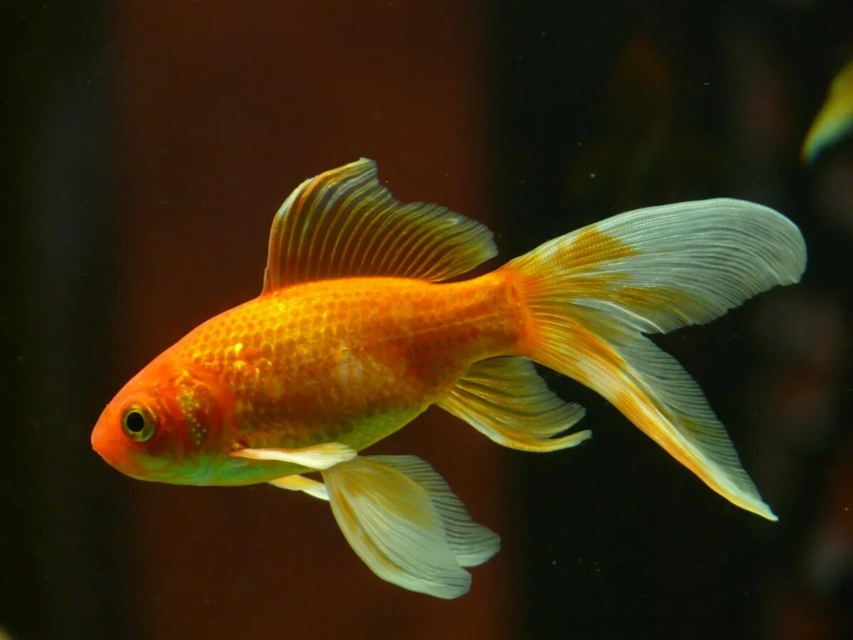 Аквариумные рыбки фотографии. Золотая вуалевая рыбка аквариумная. Рыбка Комета вуалевая. Золотая рыбка Комета вуалехвост. Комета красная аквариумная рыбка.