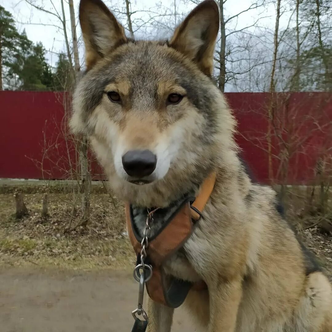 Волк в домашних условиях. Домашний волк. Волк дома. Домашний волк дома.