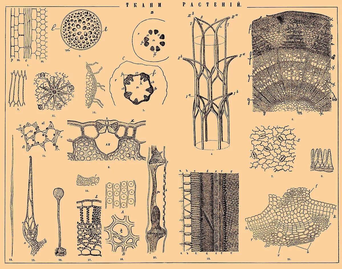 Выделительная ткань растений. Ткани растений рисунки. Ботаника ткани растений. Клетки разных тканей растений.