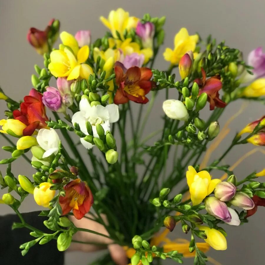 Фрезия. Фрезии цветы. Фрезия (Freesia).