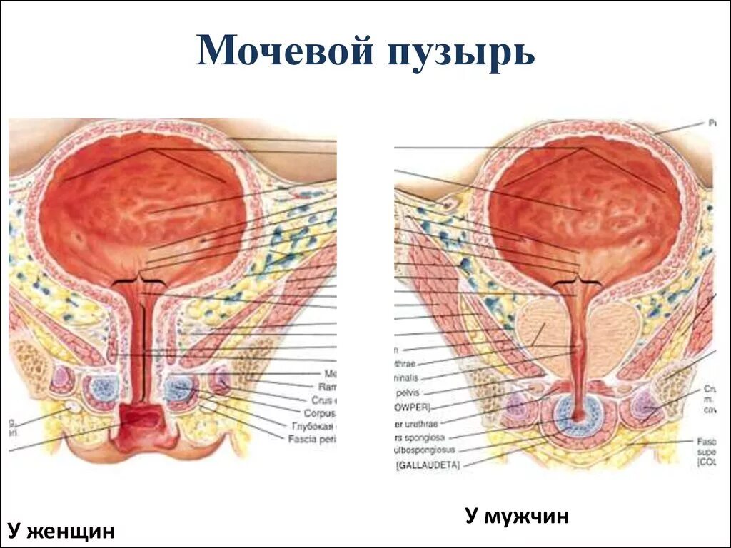 Мочевой пузырь у мужчин и женщин. Мочевой пузырь анатомия расположение. Мочевой пузырь анатомия у женщин. Строение мочевого пузыря у женщин. Мочевой пузырь анатомия у женщин и у мужчин.