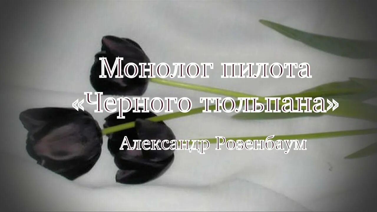 Монолог пилота черного тюльпана. Тюльпан Розенбаум чёрный тюльпан. Пилот черного тюльпана