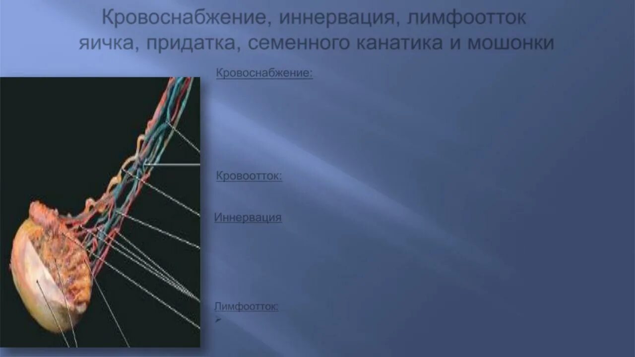 Семенной канатик анатомия. Кровоснабжение яичка и придатка яичка. Нервы семенного канатика.
