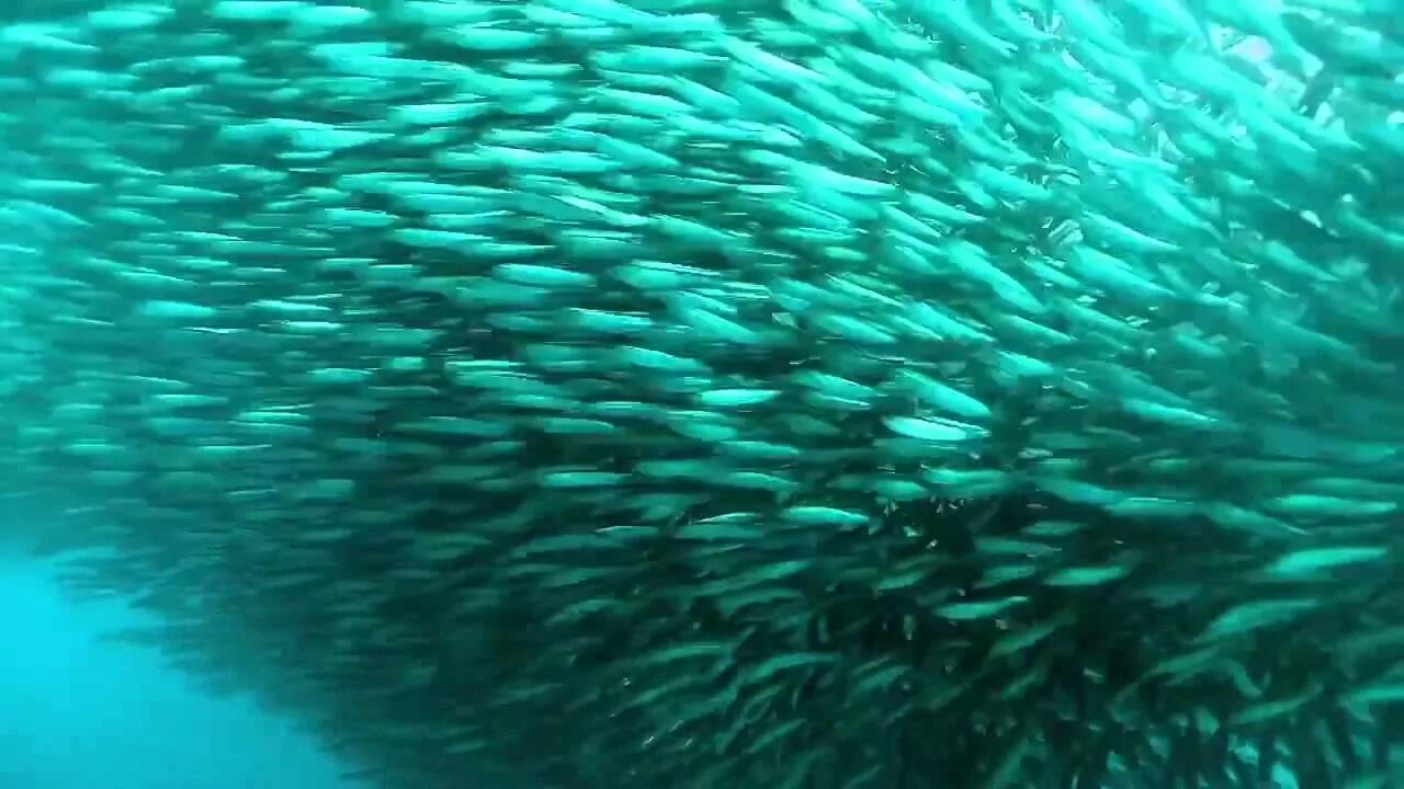 Размножение рыб нерест. Миграция рыб связанных с размножением. Стая рыб. Презентация на тему миграция рыб. Миграция рыб.