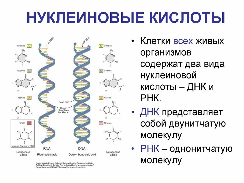 Код нуклеиновых кислот