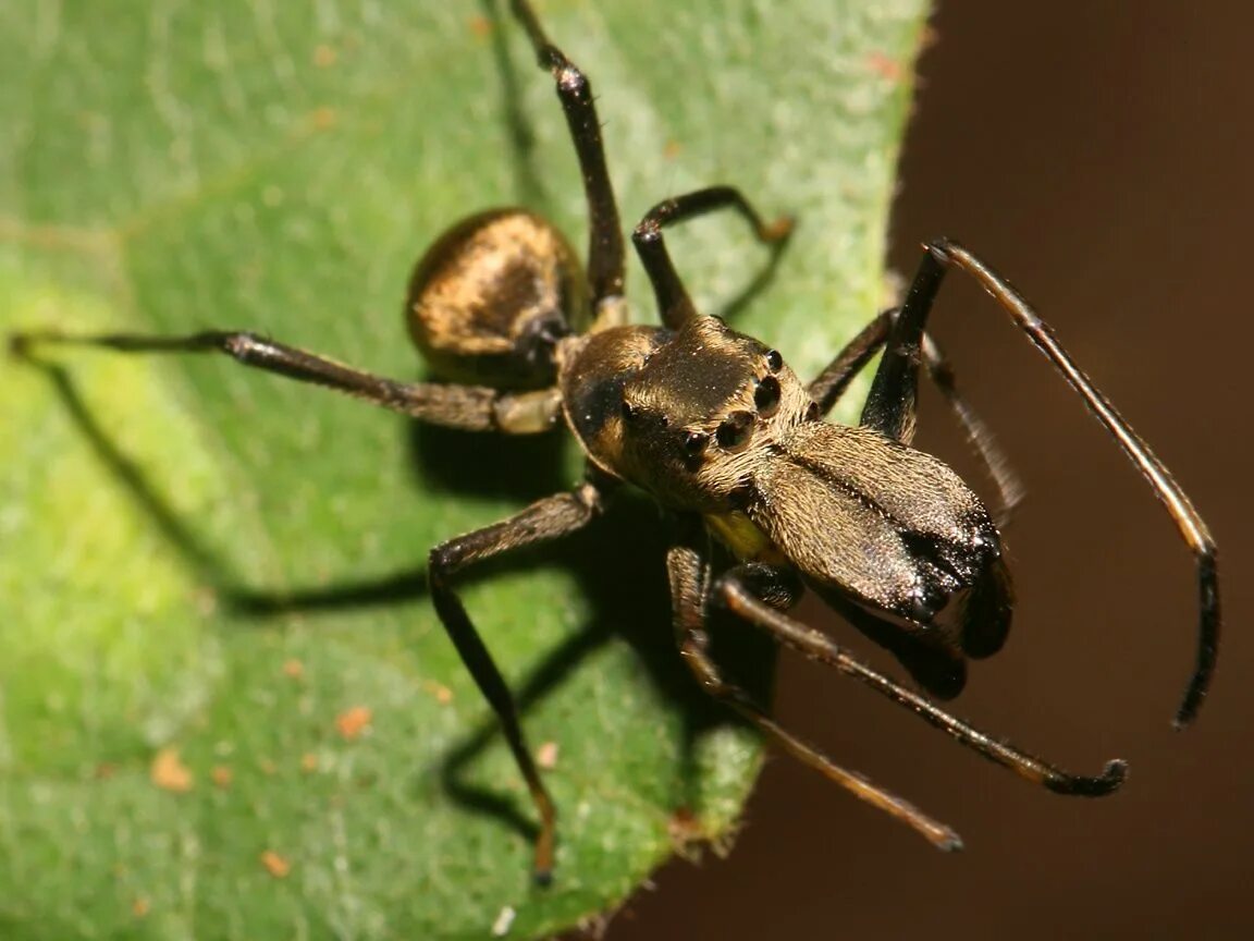 Ant mimicking spider (Aphantochilus rogersi) Ants, Spider, Crab spider