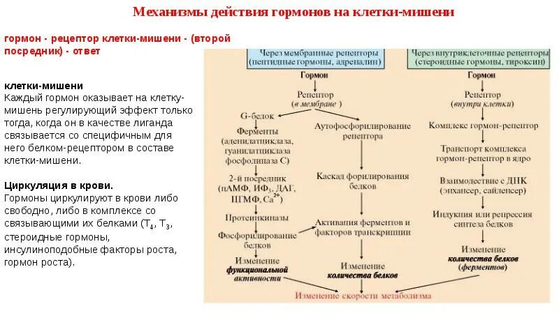 Ферменты введение. Механизмы действия гормонов на клетки-мишени. Гормоны механизм действия гормонов. Действие гормонов на клетки мишени. Схема действия на клетки мишени стероидных гормонов.