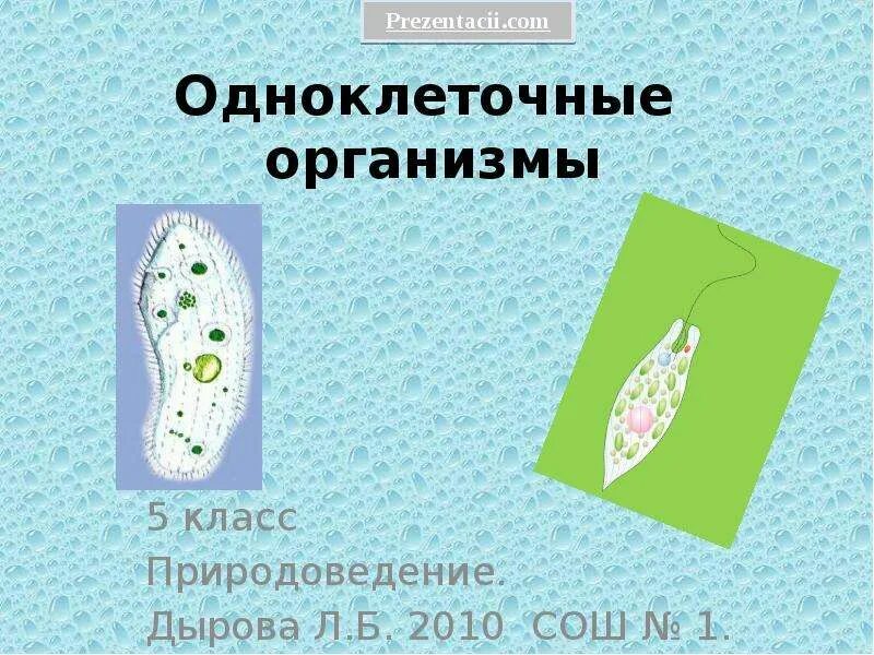 Одноклеточные простейшие. Одноклеточные или простейшие. Простейшие одноклеточные животные. Передвижение одноклеточных организмов. Одноклеточные организмы 5 класс.
