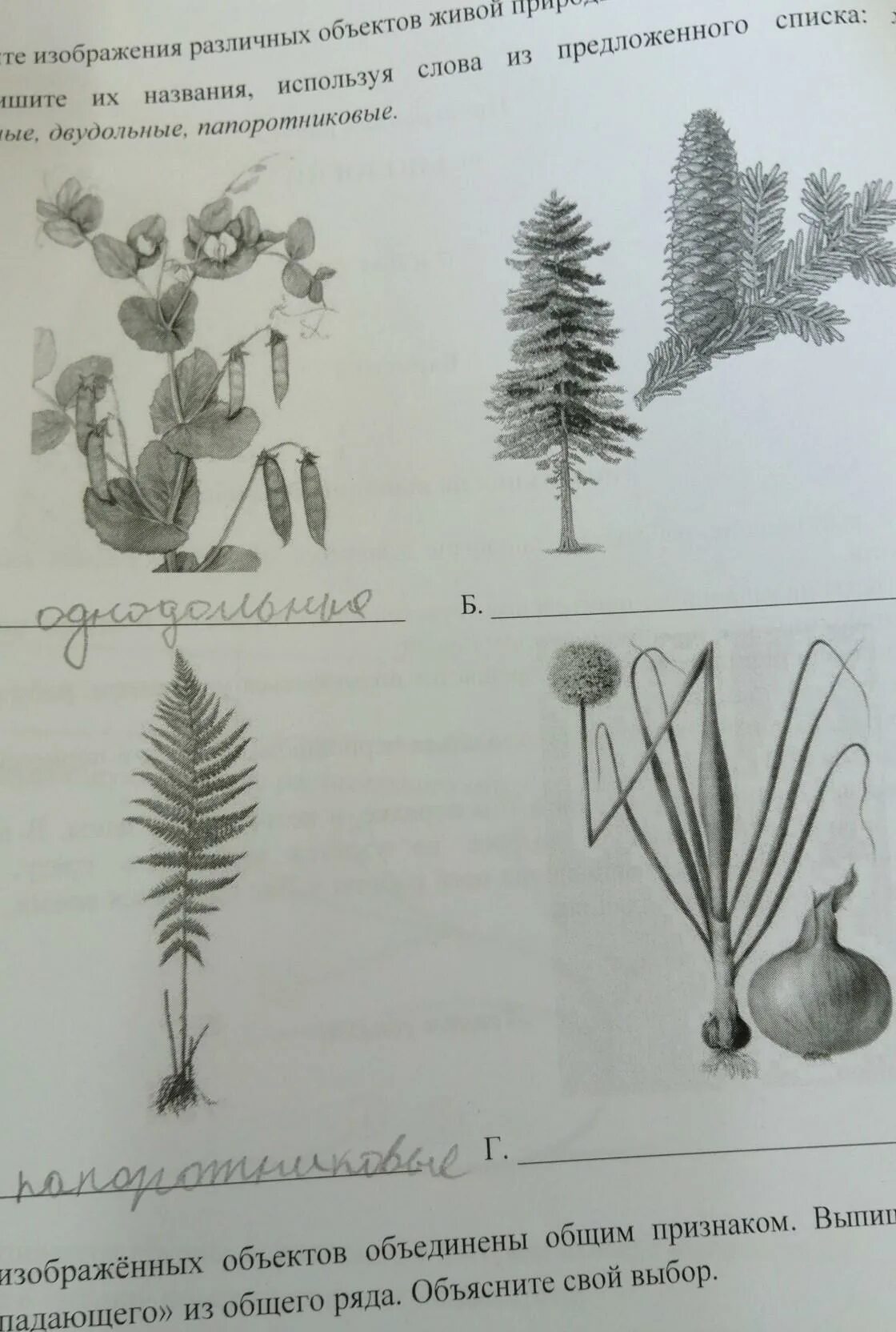 Подпишите их названия плауновые однодольные двудольные хвойные. Хвойные Однодольные двудольные. Хвойные Однодольные двудольные папоротниковые. Рассмотрите изображение различных объектов живой природы. Рассмотрите изображения Подпиши их названия.