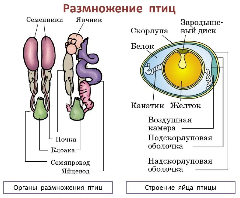 как размножаются птицы 3 класс. размножение и развитие птиц. кск размножаются птицы. доклад размножение птиц. птицы размножение и развитие кратко конспект.